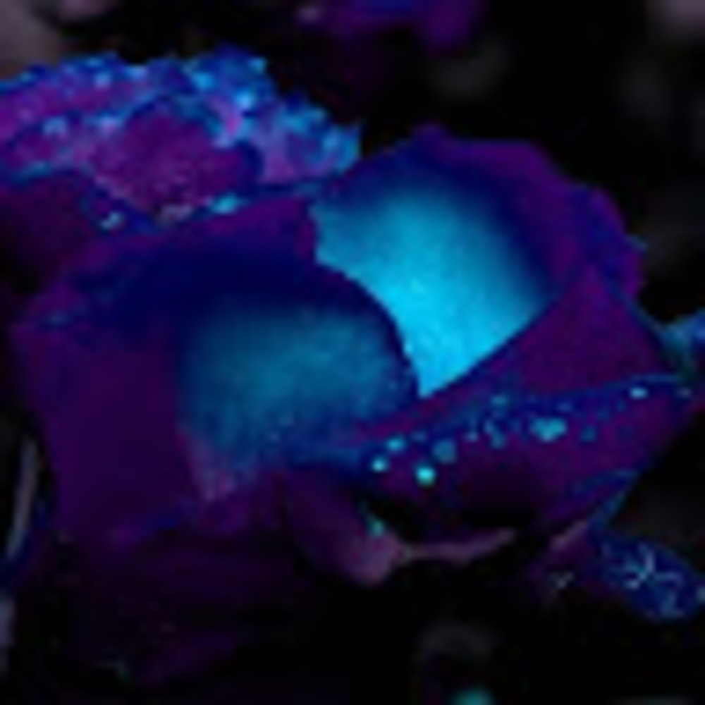 Meet your Posher, Alianna